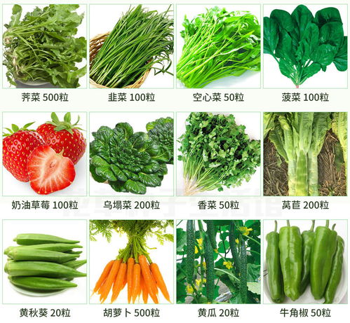 陽臺上的四季菜園 從種子到餐桌的種植指南